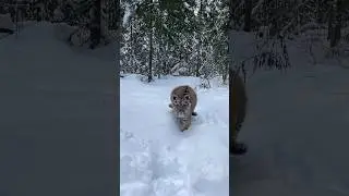 Тигренок бежит в объятия 🥰 Run to me, Baby tiger! I need the hug with you