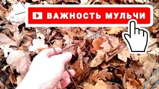 ВАЖНОСТЬ МУЛЬЧИ для улучшение СТРУКТУРЫ ПОЧВЫ. (Мульчирование почвы ОСЕНЬЮ) / PRO опыт