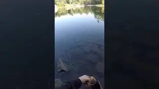 Let ‘em go and let ‘em grow! #fishing #catchandrelease