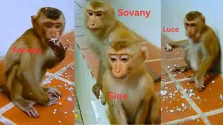 Giving some rice to poor monkeys, Sina, Sovany, Snoppy and monkey Lucie eats, they are so happy.
