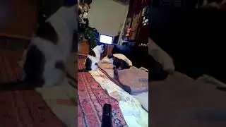 Отстань, бешАнаяяя🤣🤣🤣🤪 смешные котики