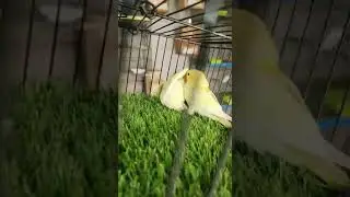 Parrots, also known as psittacines #trendingvideo #viralpost #canada #usa #famous #trendingnow