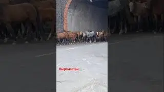Мой любимый Кыргызстан #kyrgyzstan #комуз