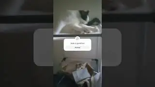 #catlover  #catsoftiktok