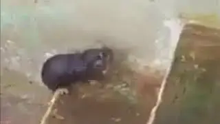 Mother is Always Caring Even Not Human Beings |Really Heart Touching|