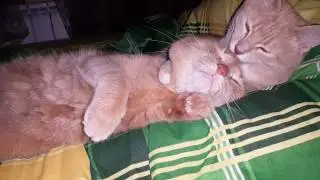 Кошка вылизывает кота:)