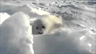 seal 2.flv extended
