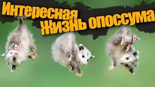 Самые необычный домашний житель опоссум в деле | Интересные факты