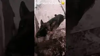 Бригада пожрать🤔 
