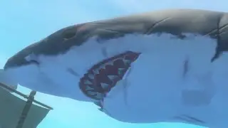 my final message🦈