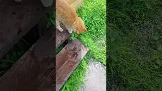 Очередной привет от рыжего Барсика