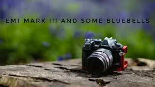 A small bluebell adventure