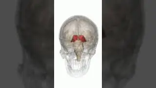 Tálamo - o grande filtro #anatomy #fisiologia #biology #fisiopatologia #biologia #anatomia