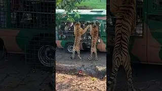 Tiger in safari park 