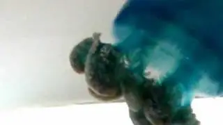 Blue blubber jellyfish (Catostylus mosaicus)