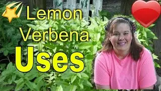 Uncovering the Shocking Benefits of Lemon Verbena and What to Do With it!