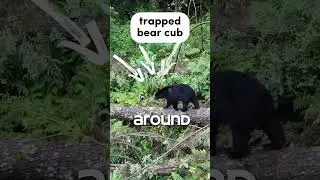 cub reunites with mother 😍🐻 #animals