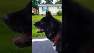 Akita and Pyrenees dogs
