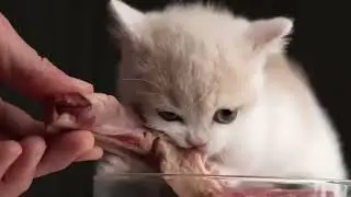 kitten eating a steak with blasting metal music
