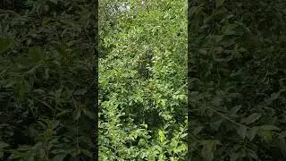 вишнёвая трапеза дроздов