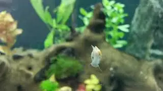 Cute Baby Snail Cleaning Glass!