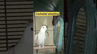 cute cockatiel whistling