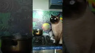 Кот Эверест медитирует
