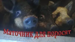 Маточник для свиней