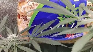 Day 29 Black&Blue #southbaygenetics