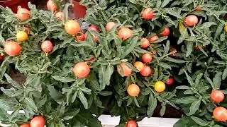 А здесь хороший выбор декоративно-лиственных!