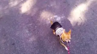Ginger is marching too :)
