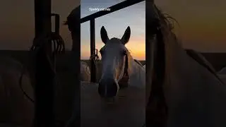 They love the apple