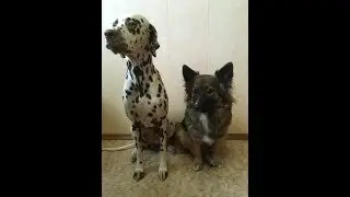 НАШИ ЛЮБИМКИ - ПРЮШЕНЬКА И СОФОЧКА)))