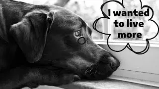 10 Common Mistakes That Shorten Your Dog's Life