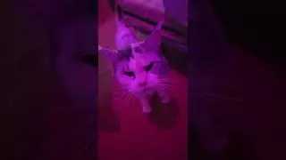 то самое чувство, когда подстрик кошку мейн кун. mane kun