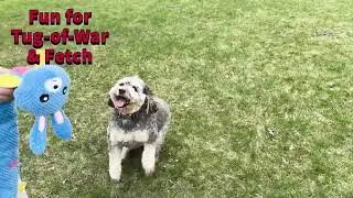 Snuffle Puzzle Toy