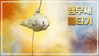 줄타고 노는 아리 모란앵무 parrot lovebird