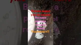 Высадка рассады горького перца #дача #сад