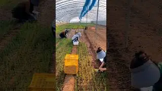 Planting Green Onions 