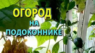 ОГОРОД НА ОКНЕ - выращиваю комнатные огурцы и перцы