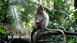 Animals in the wild, animals in markets
