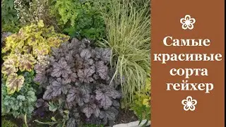 ❀ Самые красивые сорта гейхер, которые никого не оставят равнодушными