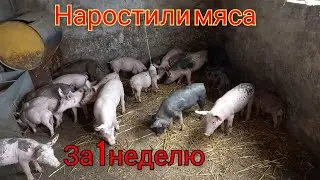 7 суток после переезда в новый свинарник.Такого никто не ожидал