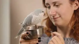 Woman kissing blue quaker parrot