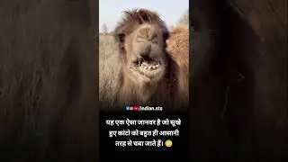 Animal camel 🐫 Status #shorts real fact knowledge