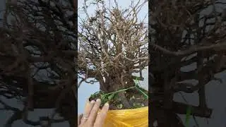 350k e cẩm thị chưa phí ship LH 0366169369 zalo