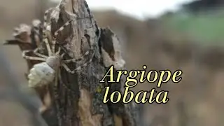 Аргиопа Дольчатая (Argiope lobata) молодая особь