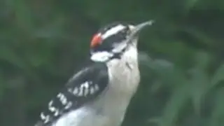 Downy Woodpecker in our village! We love him!