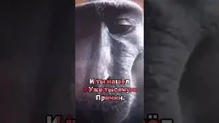 АХАХАХАХ ОБЕЗЬЯНА КАЙФУЕТ #family #meme #edit #видео #love #driftphonk