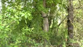 Chant d'oiseau en Charente / Bird singing .AVI